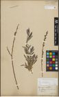 Foto von Salix repens subsp. incubacea (L.) A. Neumann